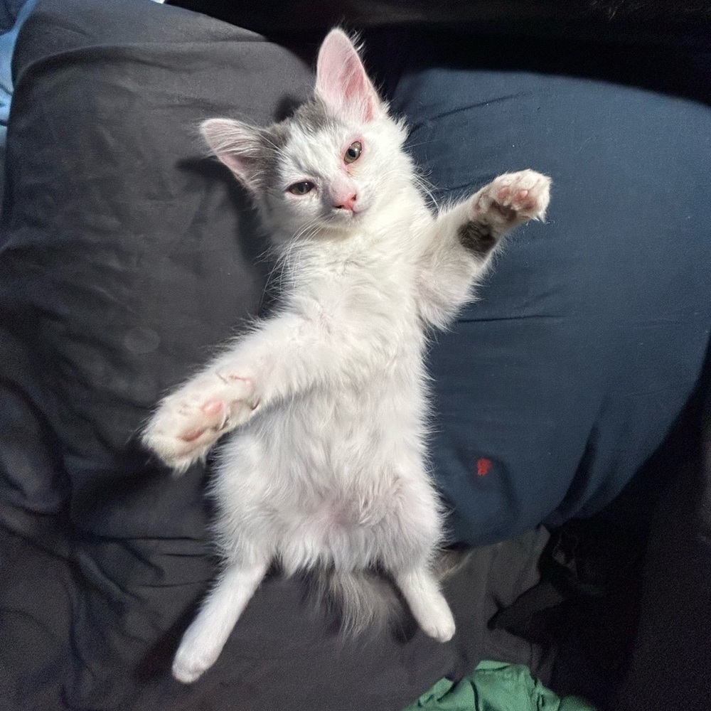 Meet your Posher, meah